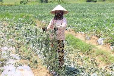 Người dân bức xúc vi kẻ xấu phá hoại hơn 1.000 gốc dưa hấu