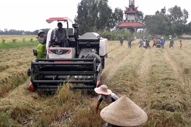 Nhộn nhịp bắt chuột đồng mùa gặt lúa thời cơ giới hóa.