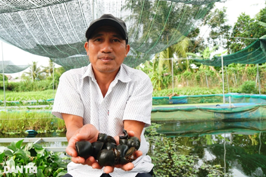 Ra đồng nhặt loài ốc nguy cơ tuyệt chủng về nuôi, nông dân thu lãi khủng