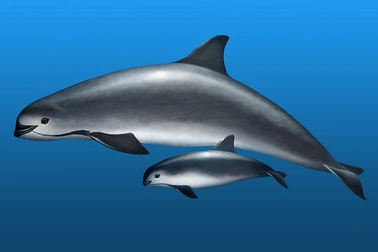 Loài thú biển có nguy cơ tuyệt chủng cao nhất Trái Đất