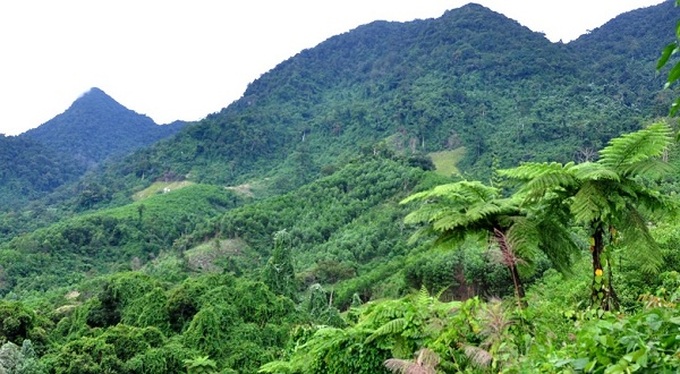 Tăng cường quản lý đất lâm nghiệp và giải quyết tình trạng lấn, chiếm đất lâm nghiệp trên địa bàn tỉnh.