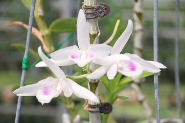 Sửng sốt với giò lan đột biến 5 cánh trắng giá 900 triệu của dân chơi Hà Nội