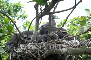 Duyên nợ với vườn cò