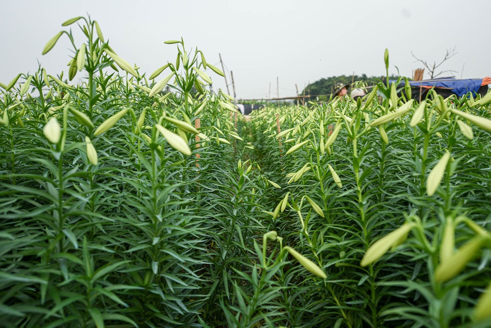 Thủ phủ hoa của tháng tư vào mùa chính vụ - 8 Thủ phủ hoa của tháng tư vào mùa chính vụ - 8