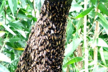 Dịp nghỉ lễ 30/4 này về Cà Mau khám phá "U Minh huyền ảo"