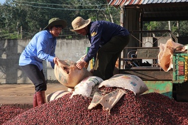 "Công ty TNHH MTV Cà phê Đắk Nông đang mất cân đối tài chính"