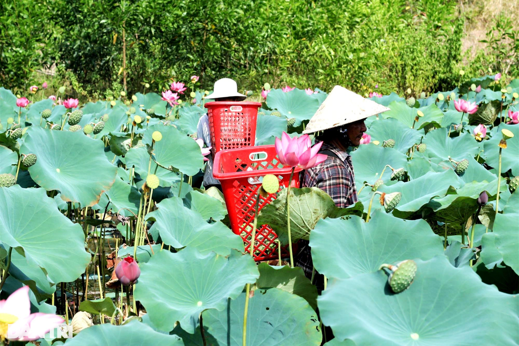 Gieo hạt ngọc trời trên ruộng hoang, nông dân thu lãi cao - 3 Gieo hạt ngọc trời trên ruộng hoang, nông dân thu lãi cao - 3