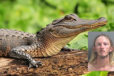 Người đàn ông bị cảnh sát bắt giữ khi đang bạo hành... cá sấu