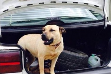 Úc: Chó pit bull cắn khách, chủ lao vào cứu liền bị cắn chết