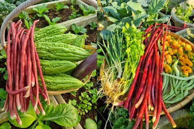 Người phụ nữ Sài Gòn "tậu" vài trăm bao đất, làm vườn trên cao đẹp mê