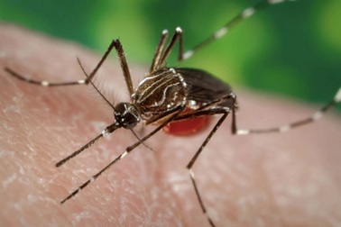 Việt Nam chưa ghi nhận ca mắc bệnh Chikungunya