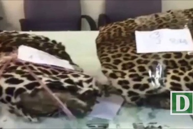 Bắt giữ vụ vận chuyển đuôi voi, da báo gấm qua sân bay