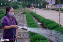 Người trồng hoa cúc thấp thỏm lo mất Tết vì sợ Covid-19