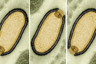 "Virus zombie" sớm thoát khỏi lớp băng vĩnh cửu gây ra đại dịch mới