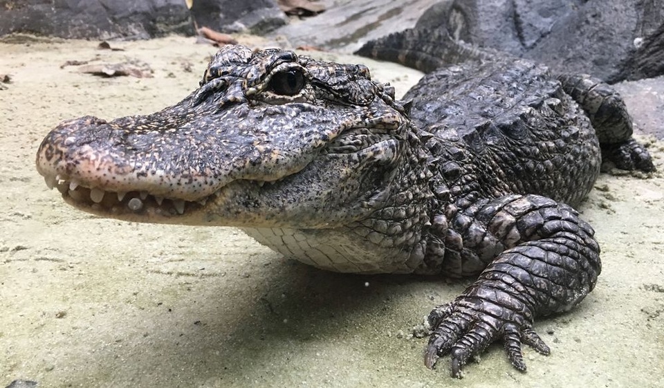 Hơn 14.000 con cá sấu tỉnh giấc sau kỳ ngủ đông - 3 Hơn 14.000 con cá sấu tỉnh giấc sau kỳ ngủ đông - 3