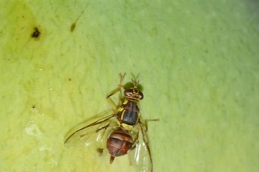 Hội trồng rau tại nhà chia sẻ bí quyết trị ruồi vàng phá hoại hiệu quả