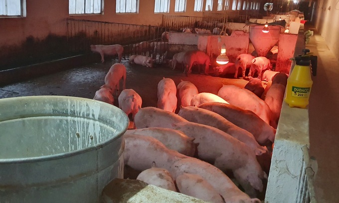 Cứu được đàn lợn hàng chục tỷ đồng nhờ tiêm vắc xin thử nghiệm - Ảnh 3. Cứu được đàn lợn hàng chục tỷ đồng nhờ tiêm vắc xin thử nghiệm - Ảnh 3.