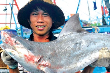 Vươn khơi săn “cọp biển”