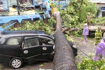 Hà Nội: 1 người chết, 5 người bị thương, gần 700 cây xanh gãy đổ