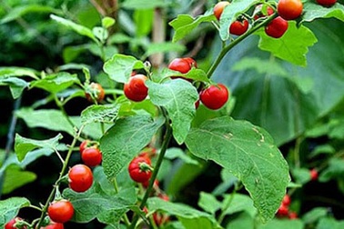 Cà gai leo trị bệnh gan