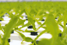 Vợ chồng dùng trí tuệ nhân tạo, nhà kính tự động, mỗi ngày thu 8 tấn rau