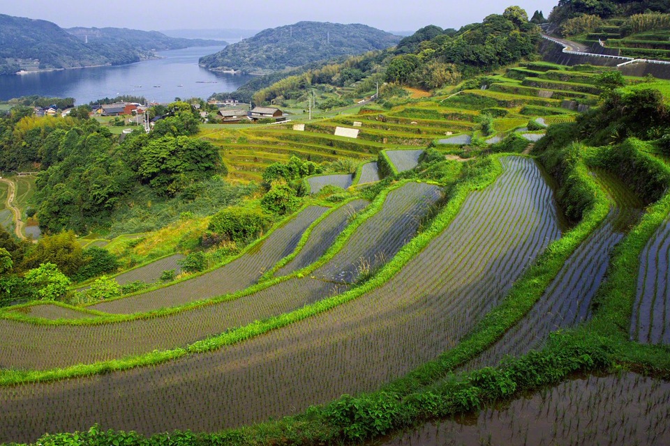 Vẻ đẹp hoang sơ của những cánh đồng ruộng bậc thang tại Nhật - 4 Vẻ đẹp hoang sơ của những cánh đồng ruộng bậc thang tại Nhật - 4