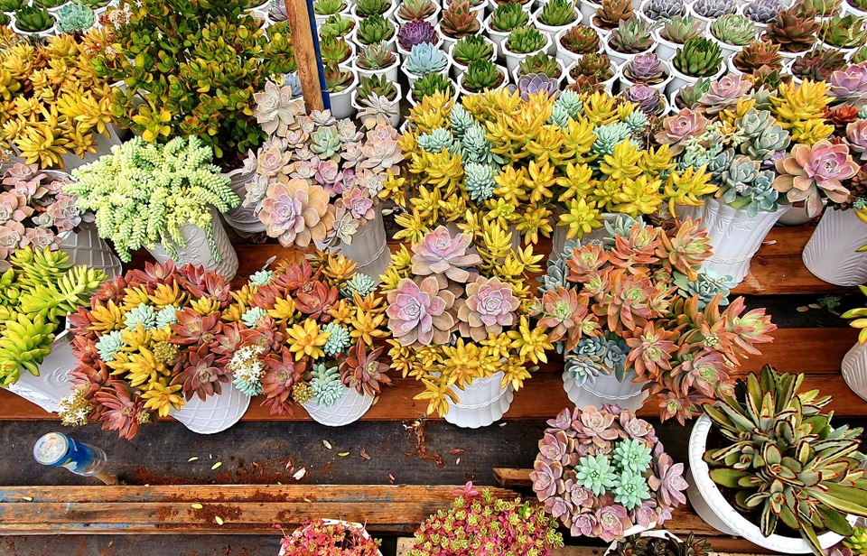 Chiêm ngưỡng vườn sen đá với 200 loài độc lạ của 8X Đà Lạt - 5 Chiêm ngưỡng vườn sen đá với 200 loài độc lạ của 8X Đà Lạt - 5