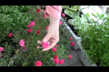 Ca sĩ Hà Vân khoe “vườn rau trên không”