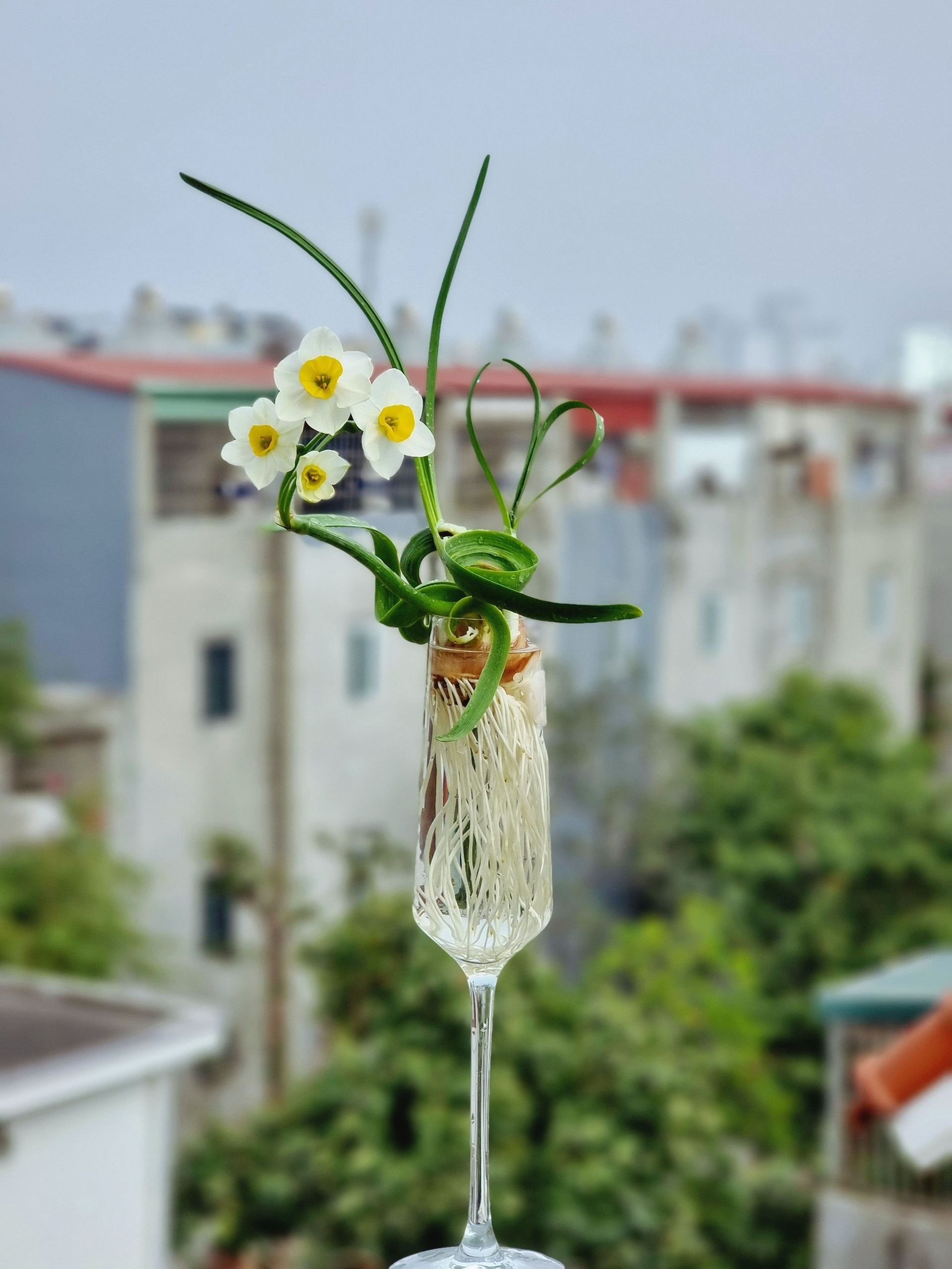 Kỳ công thú chơi hoa nhà giàu, canh thời gian nở đúng đêm giao thừa - 4 Kỳ công thú chơi hoa nhà giàu, canh thời gian nở đúng đêm giao thừa - 4