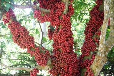 Cận cảnh vườn dâu đỏ “lạ” trên phố núi