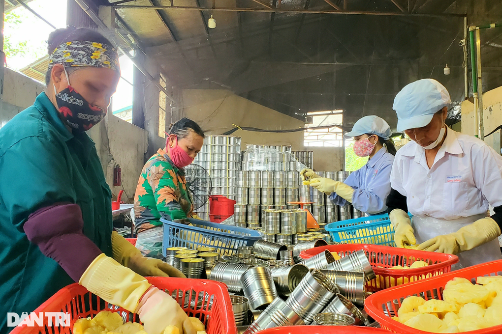 Thầy giáo kiếm thêm hàng chục tỷ đồng mỗi năm nhờ quả trăm mắt - 4 Thầy giáo kiếm thêm hàng chục tỷ đồng mỗi năm nhờ quả trăm mắt - 4