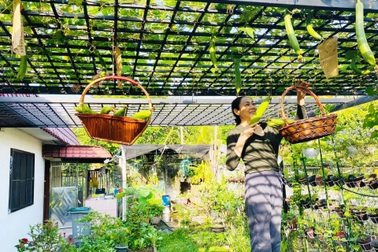 Vườn cây 450m2 của mẹ Việt ở Malaysia, quanh năm sai trĩu hoa quả