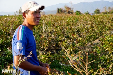 Những ánh mắt buồn ở thủ phủ mai Tết lớn nhất miền Trung sau bão Kalmaegi