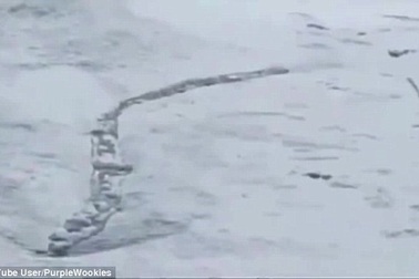 Loài "sâu quái vật" khổng lồ bí ẩn xuất hiện trên dòng sông băng