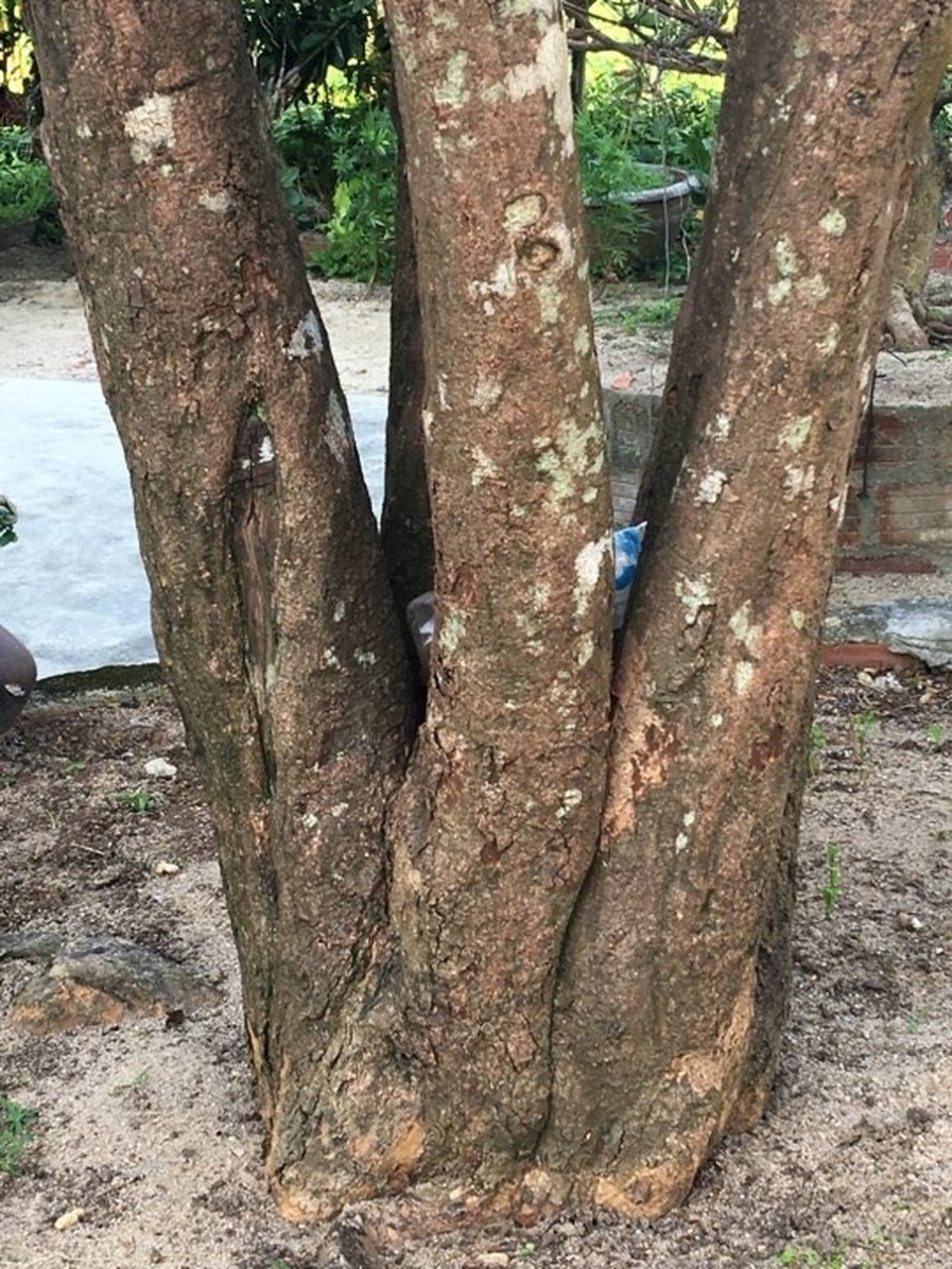 Cây độc chơi Tết: Siêu mai cổ thụ 200 tuổi ở Bình Định, khách trả nửa tỷ chưa bán - 3