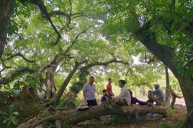 Gò lộc vừng ngàn năm tuổi độc nhất vô nhị ở Việt Nam