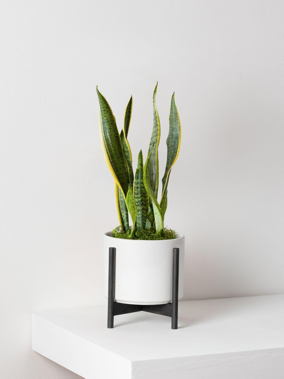 Khám phá 7 loại cây hút tài lộc để đón Tết Nguyên đán rực rỡ - 6 Khám phá 7 loại cây hút tài lộc để đón Tết Nguyên đán rực rỡ - 6