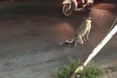 Hài hước chú chó có khả năng “ăn vạ”