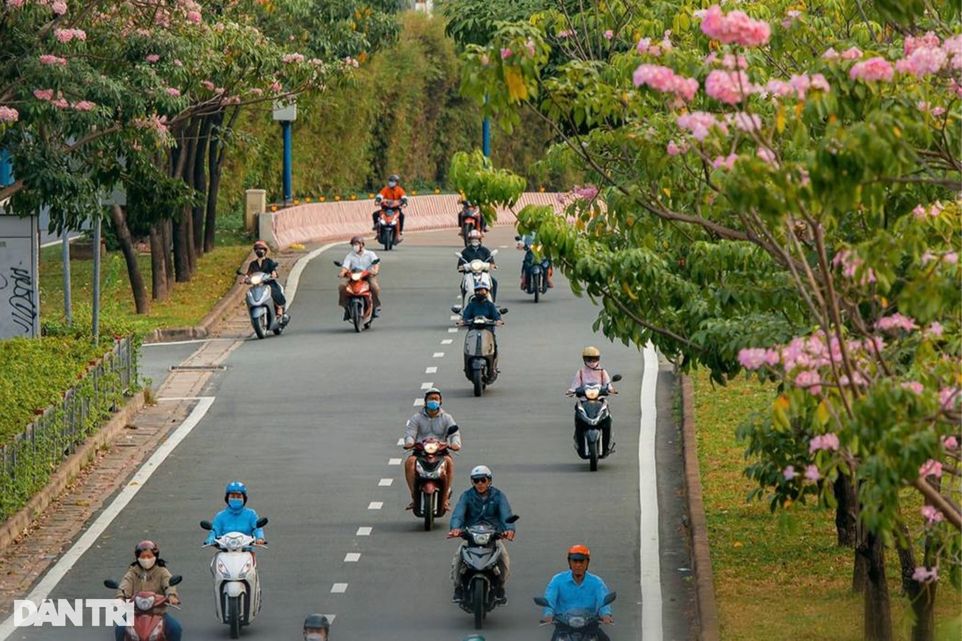 Loài hoa biểu tượng của TPHCM đến mùa gây sốt - 13 Loài hoa biểu tượng của TPHCM đến mùa gây sốt - 13