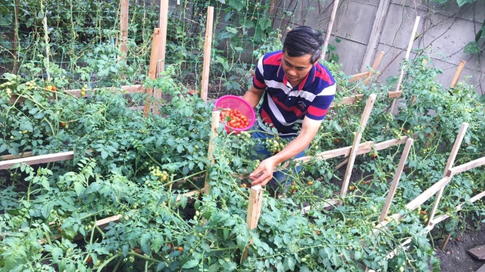 Những khu vườn sum suê rau, trái của các ông bố Việt ở trời Tây - 2 Những khu vườn sum suê rau, trái của các ông bố Việt ở trời Tây - 2