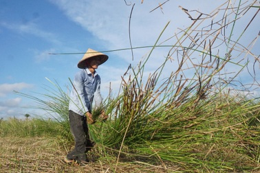 Đội nắng mót gon, nông dân ven đô thu nửa triệu đồng mỗi ngày