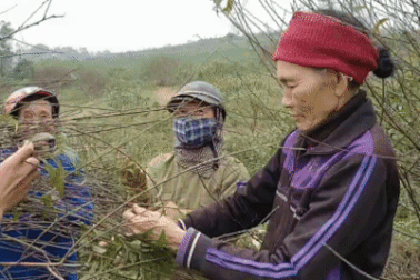 Nghề "tuốt lá đếm tiền" mùa vụ Tết