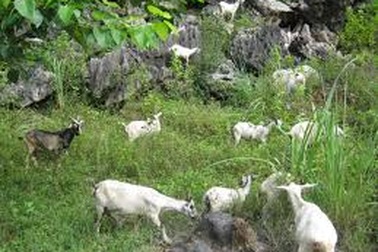 "Dê tặc" lộng hành, dân gửi đơn lên Đoàn đại biểu Quốc hội