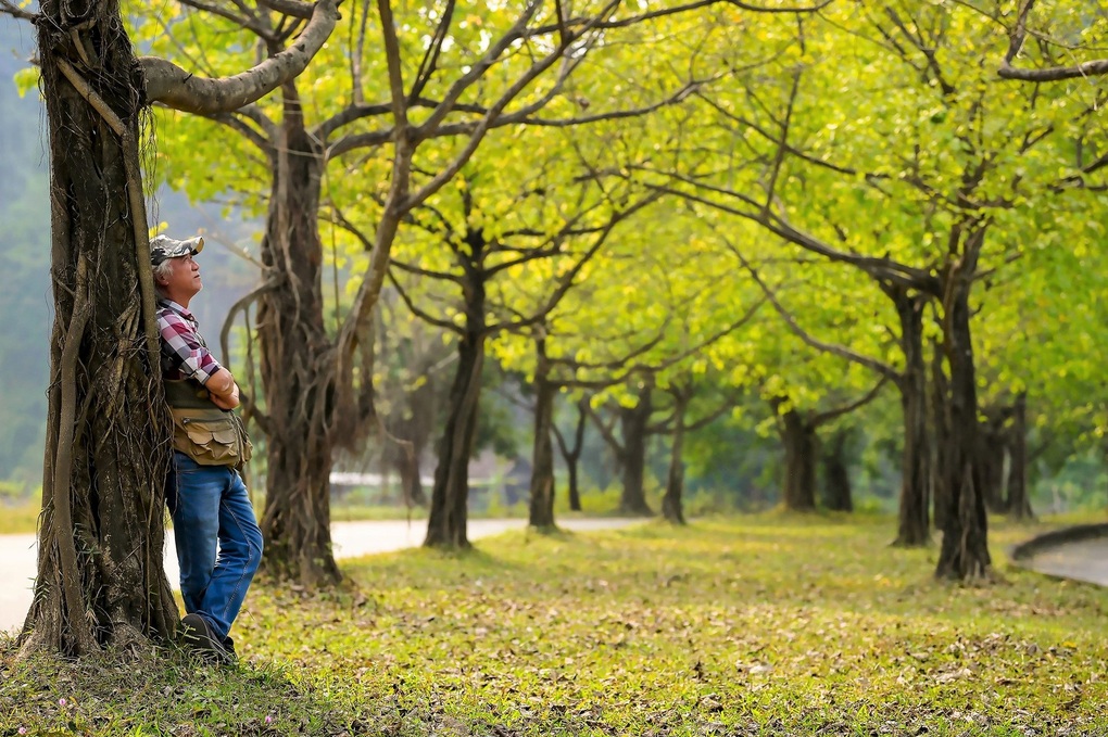 Hàng cây bồ đề dài 10km độc đáo ở Ninh Bình Hàng cây bồ đề dài 10km độc đáo ở Ninh Bình