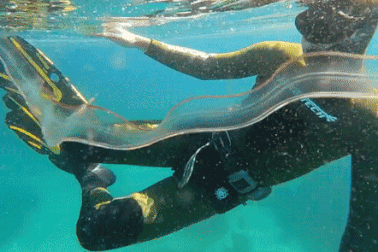 Sinh vật kỳ dị "tàng hình" dưới nước có miệng ở giữa cơ thể