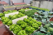 Ông bố đảm Hà Nội vác 2 tấn đất lên sân thượng trồng rau sạch cho vợ con