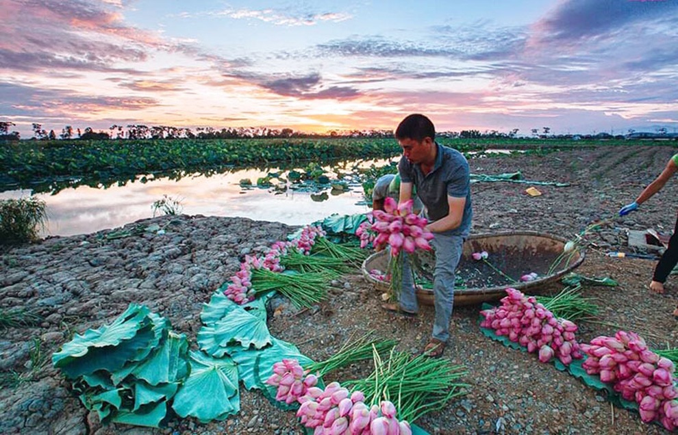 Biến đồng hoang thành đầm sen khổng lồ, anh nông dân lập kỷ lục mùa hái triệu bông hoa - 2 Biến đồng hoang thành đầm sen khổng lồ, anh nông dân lập kỷ lục mùa hái triệu bông hoa - 2