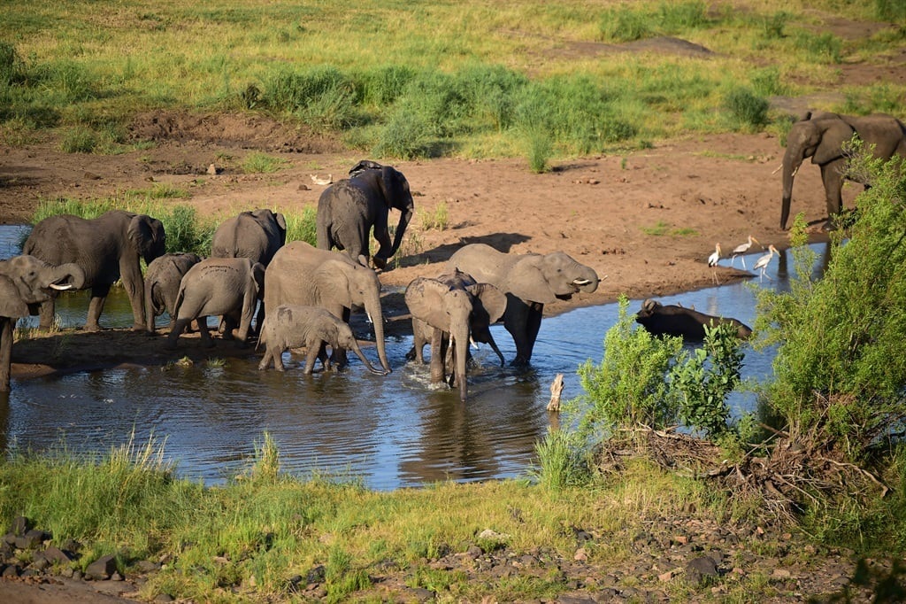 Zimbabwe giết hàng trăm con voi để lấy thịt - 1