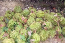 Truy tố 3 đối tượng trộm sầu riêng làm 2 người chết