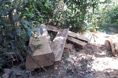 Phó Thủ tướng chỉ đạo điều tra vụ "hút máu" rừng xanh báo Dân trí phản ánh